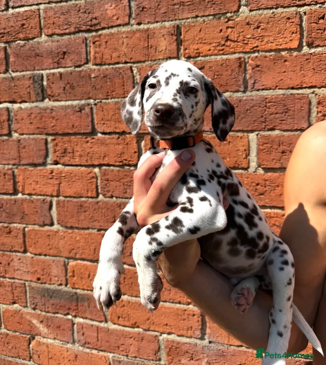 Dalmatian dogs for sale: ++Baer tested last male ready to leave  - Advert 2