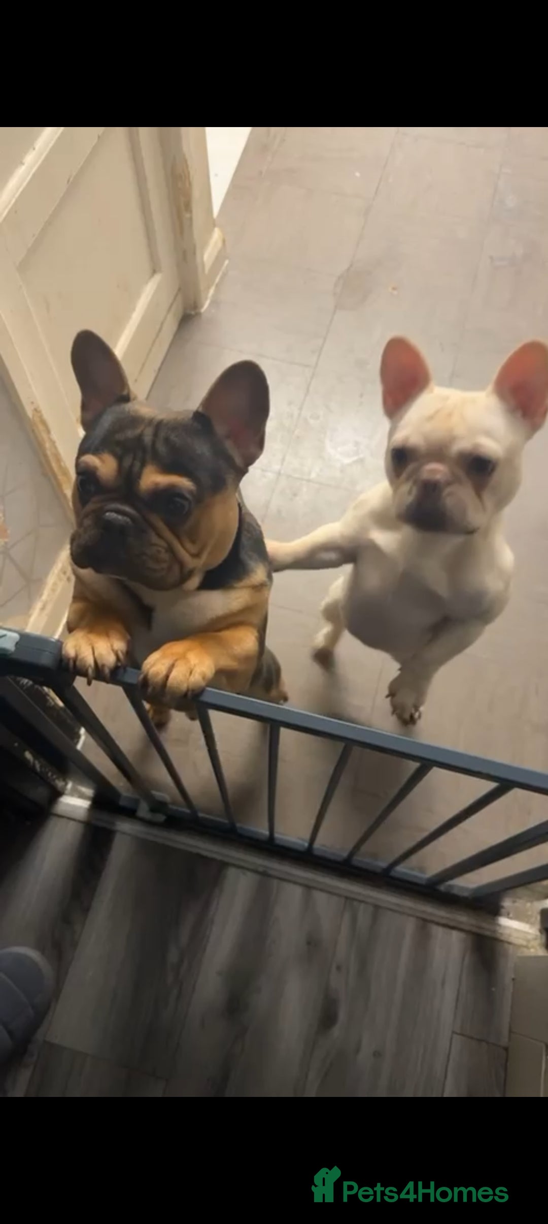 French Bulldog dogs Male and female french-bulldog  - Advert 13