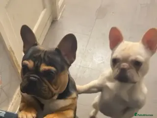 French Bulldog dogs Male and female french-bulldog - Advert 9
