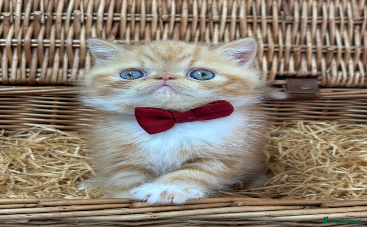 Exotic cats - Advert 1