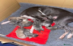 Italian Greyhound dogs for sale: Wiggys Italian whippet puppies - Image 3