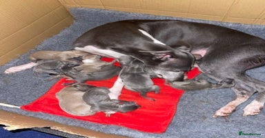 Italian Greyhound dogs - Advert 8