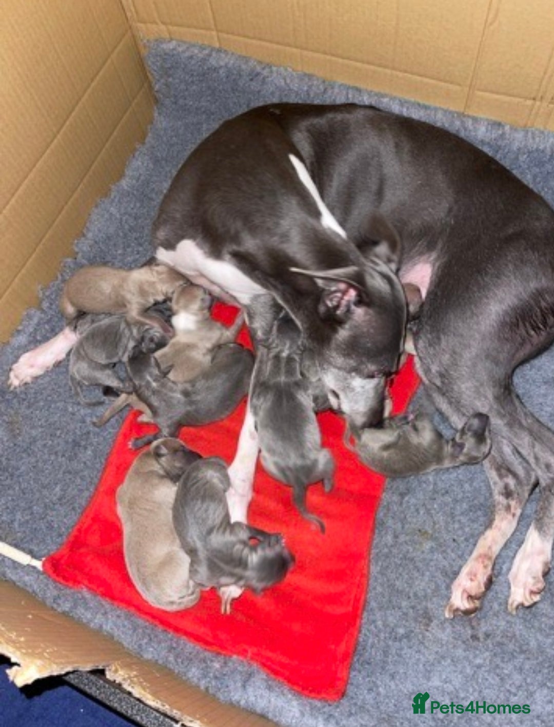 Italian Greyhound dogs for sale: Wiggys Italian whippet puppies - Image 3