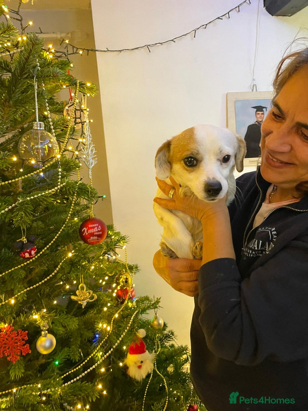 Mixed Breed dogs for adoption: RONNA - a beautiful tiny girl, for a Loving Home - Advert 9