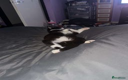 Domestic Shorthair cats for sale: Free to a good home  - Image 9