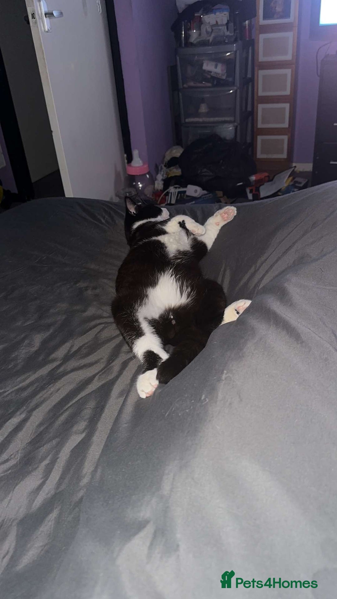 Domestic Shorthair cats for sale: Free to a good home  - Image 9