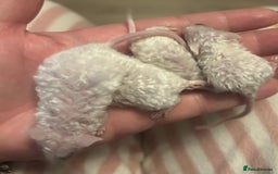 Mouse rodents for sale: Baby mice message to be added to waiting list   - Image 7