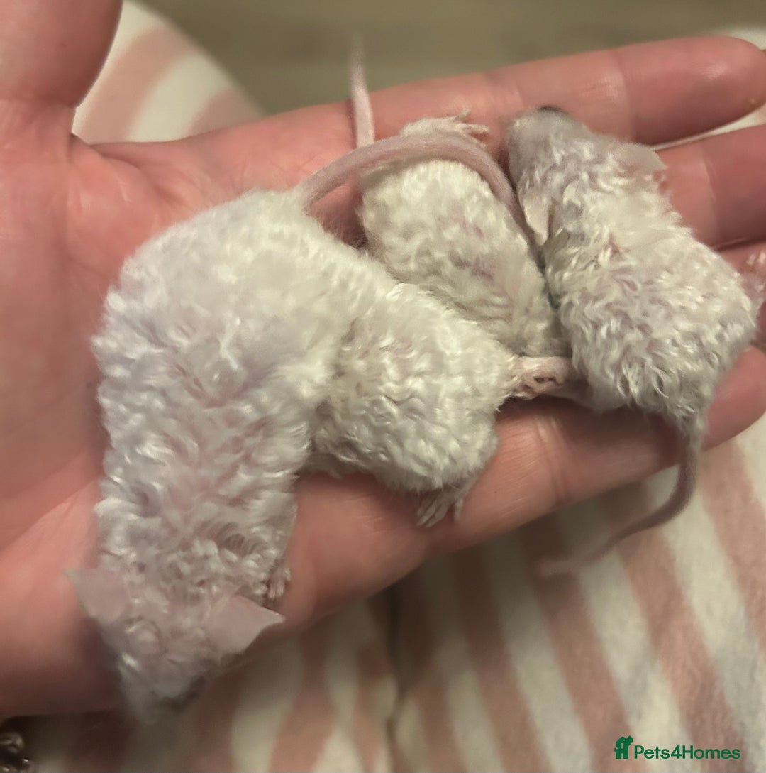 Mouse rodents for sale: Baby mice message to be added to waiting list   - Image 7