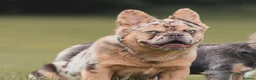 French Bulldog dogs for sale: Romeo French Bulldog - Advert 9