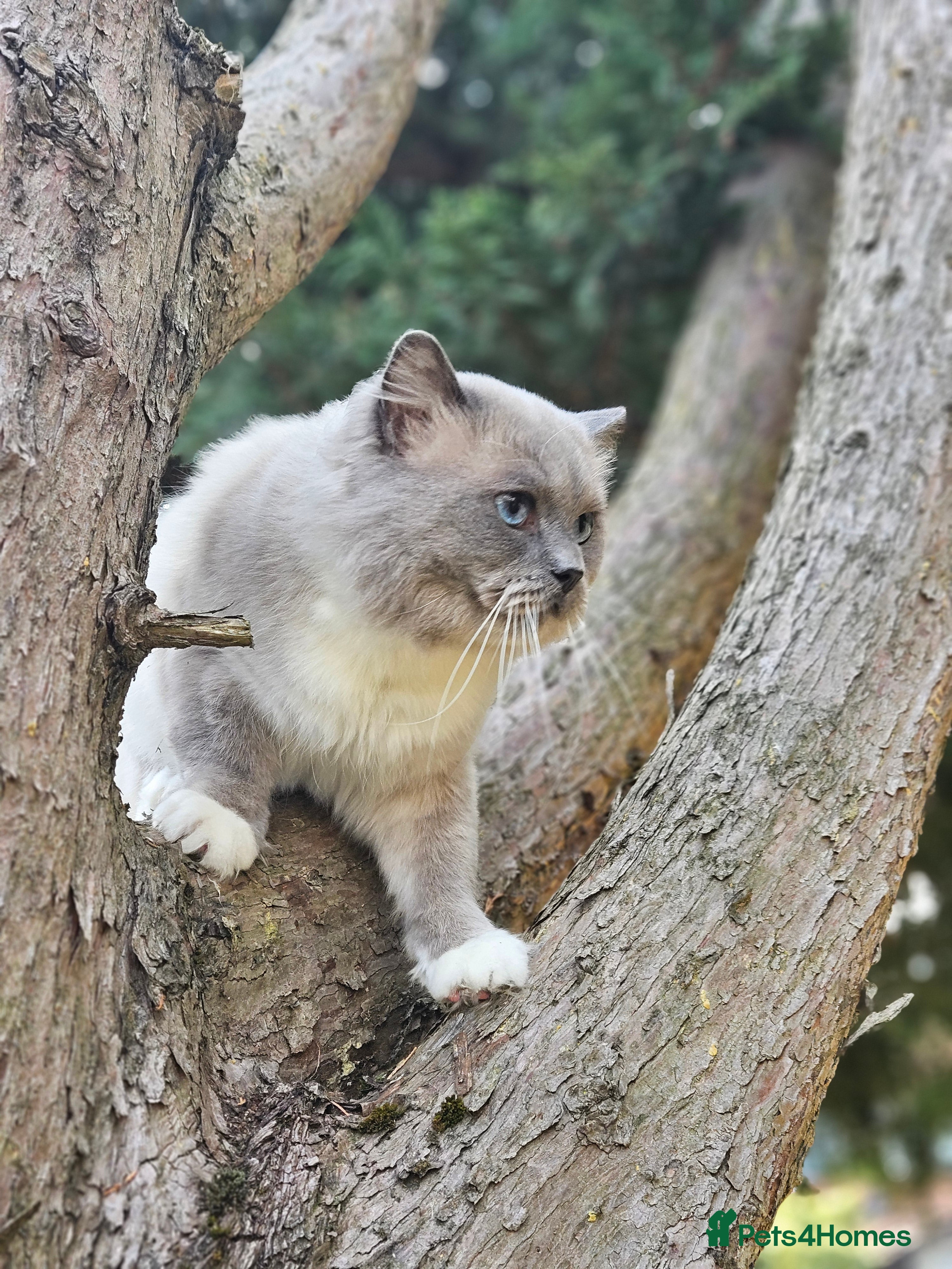 Ragdoll cats HANDSOME BOY-BLUE MITTED GCCF /TICA  AVALIABLE  - Advert 1