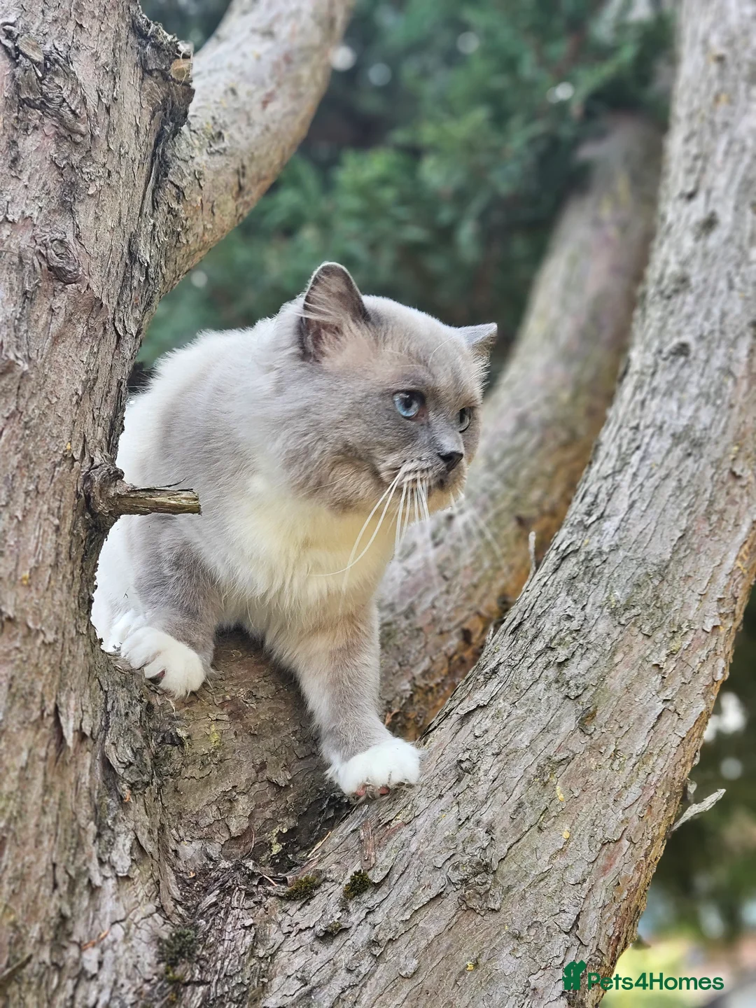 Ragdoll cats for stud: HANDSOME BOY-BLUE MITTED GCCF /TICA  AVALIABLE  - Advert 7