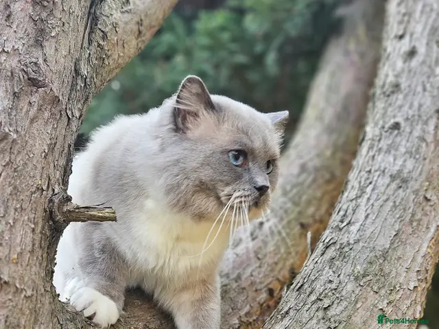 Ragdoll cats HANDSOME BOY-BLUE MITTED GCCF /TICA AVALIABLE - Advert 1