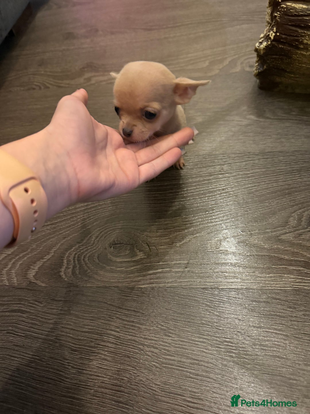 Chihuahua dogs for sale: Chihuahuas for sale  - Image 3