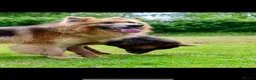 German Shepherd dogs for sale: 🐶❤️KC health tested gsd babies 🐶❤️ - Advert 9