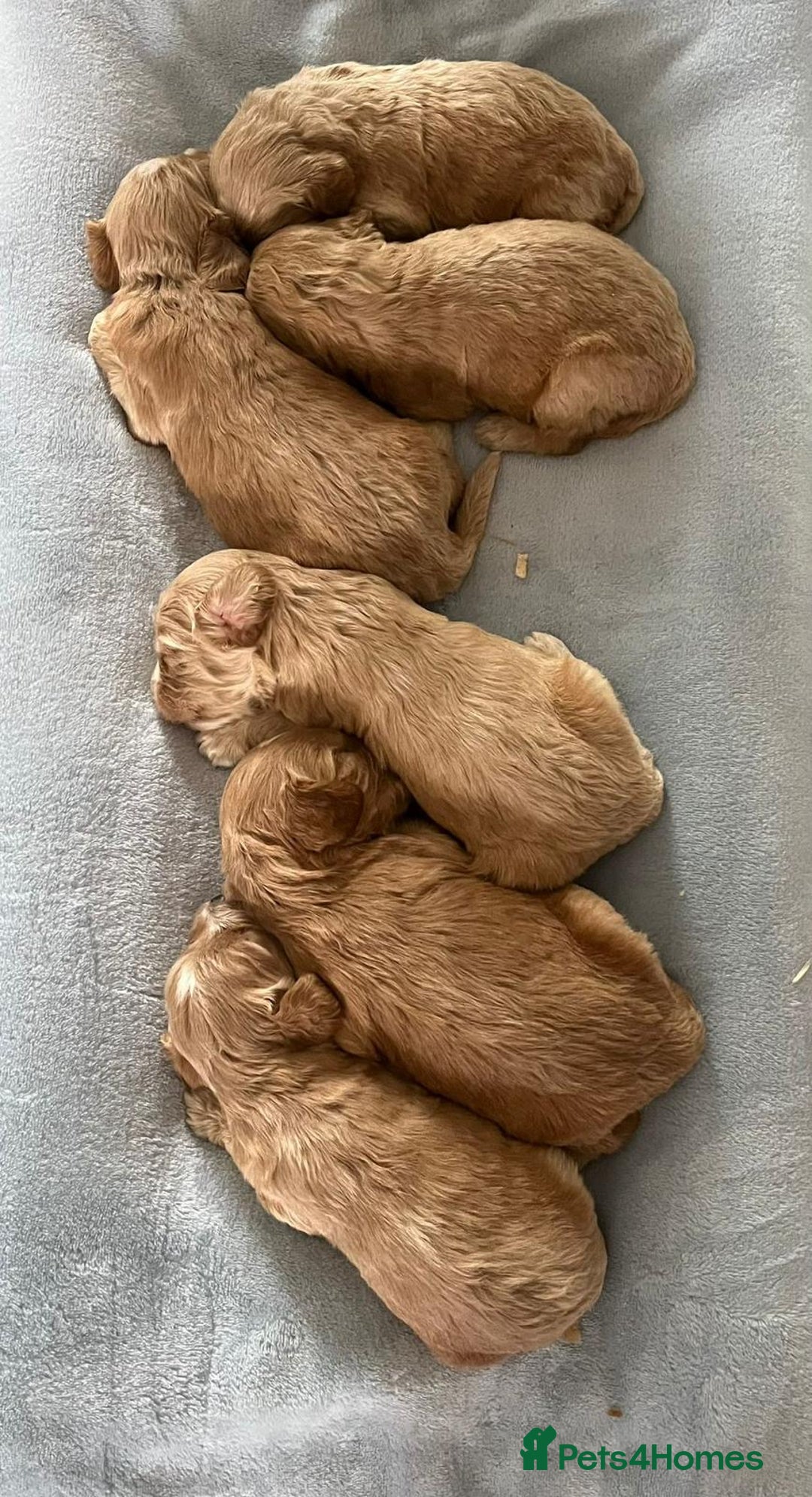 Cockapoo dogs for sale: STUNNING F1 COCKAPOO PUPPIES  - Image 3
