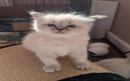 Ragdoll cats for sale: Beautiful gccf registered kittens - Image 7