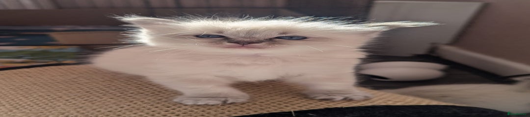 Ragdoll Kitten 1 Reserved 
