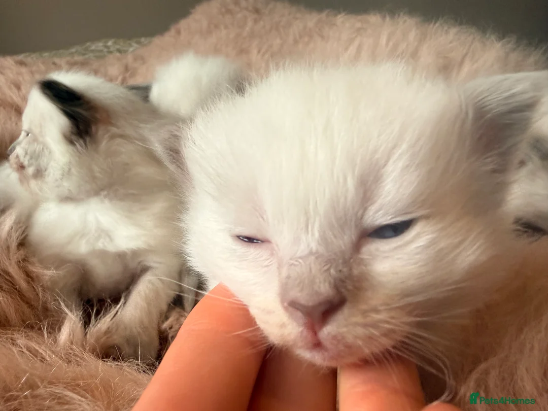 Ragdoll cats for sale: Stunning ragdoll babies! 😻😽 - Advert 2