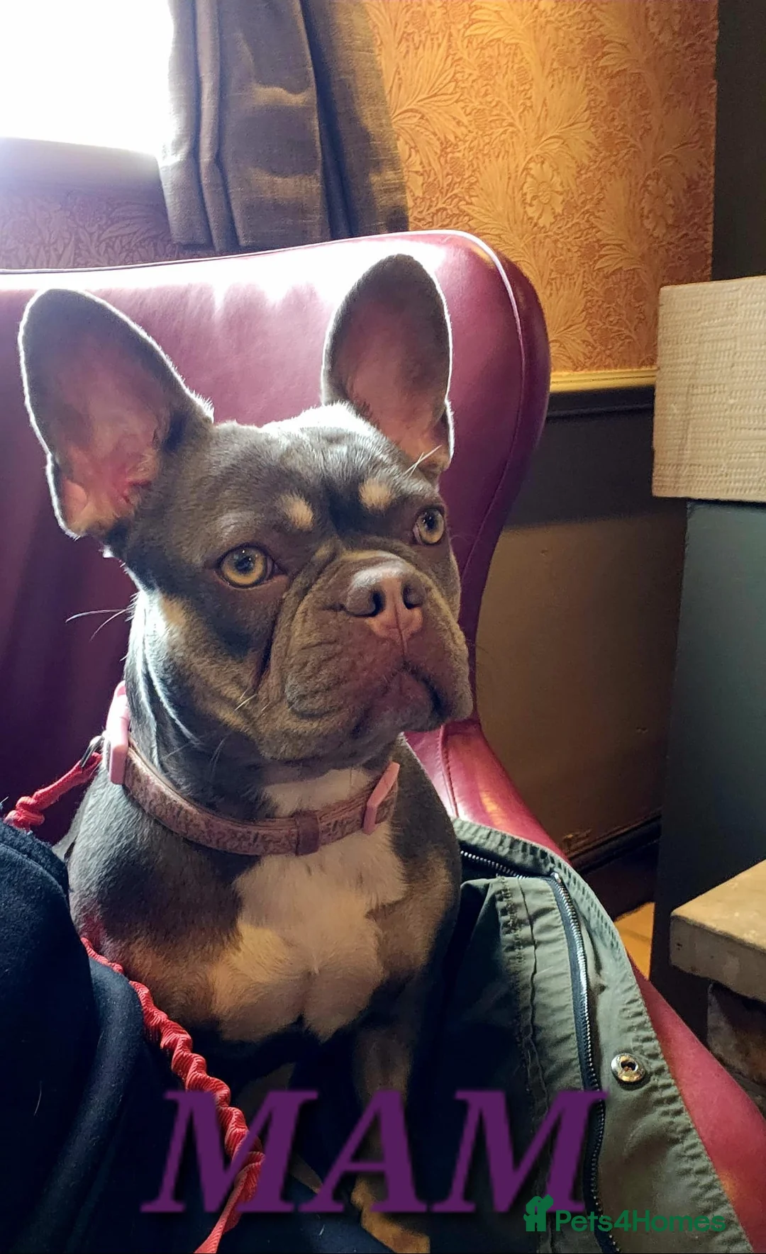 French Bulldog dogs for sale: French Bulldog puppies x 5 available  - Advert 2