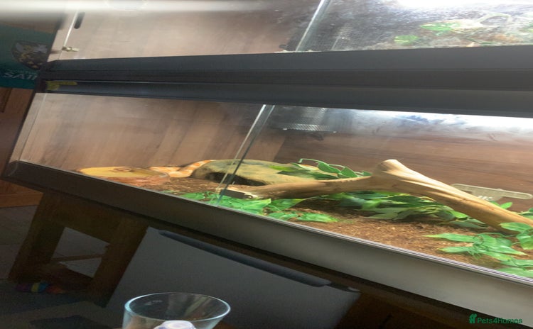 Corn Snake reptiles - Advert 11