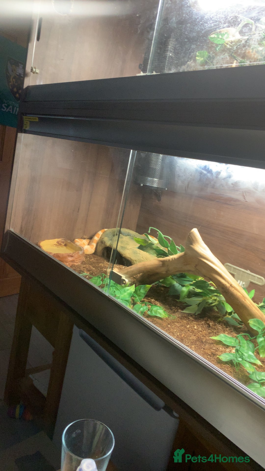 Corn Snake reptiles for sale: Jedwood the corn snake - Image 1