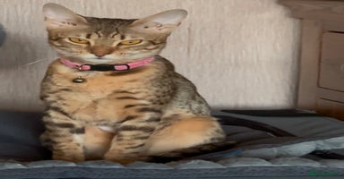 Savannah cats - Advert 13