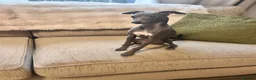 Italian Greyhound dogs for sale: Beautiful Italian Greyhound KC Puppy female  - Advert 10