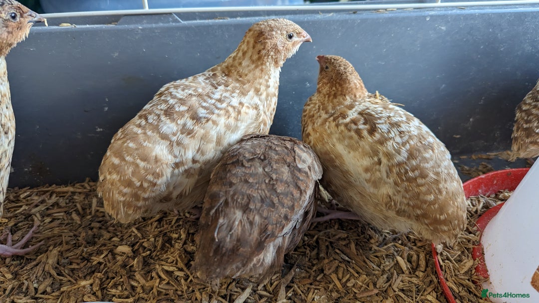 Quail poultry for sale: Mixed quail chicks looking for home  - Image 4