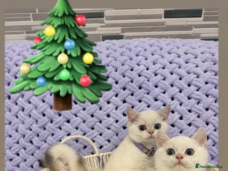 British Shorthair cats British Shorthair Kitten Golden Tipped Colourpoint - Advert 15