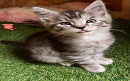 Maine Coon cats for sale: Adorable Maine coon kittens  - Image 9