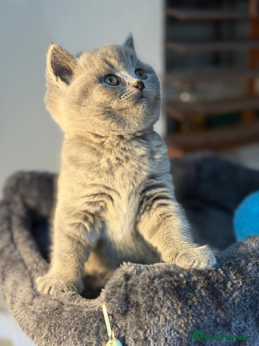 British Shorthair cats for sale: 🐾 British Shorthair × Scottish Straight Kittens - Advert 3