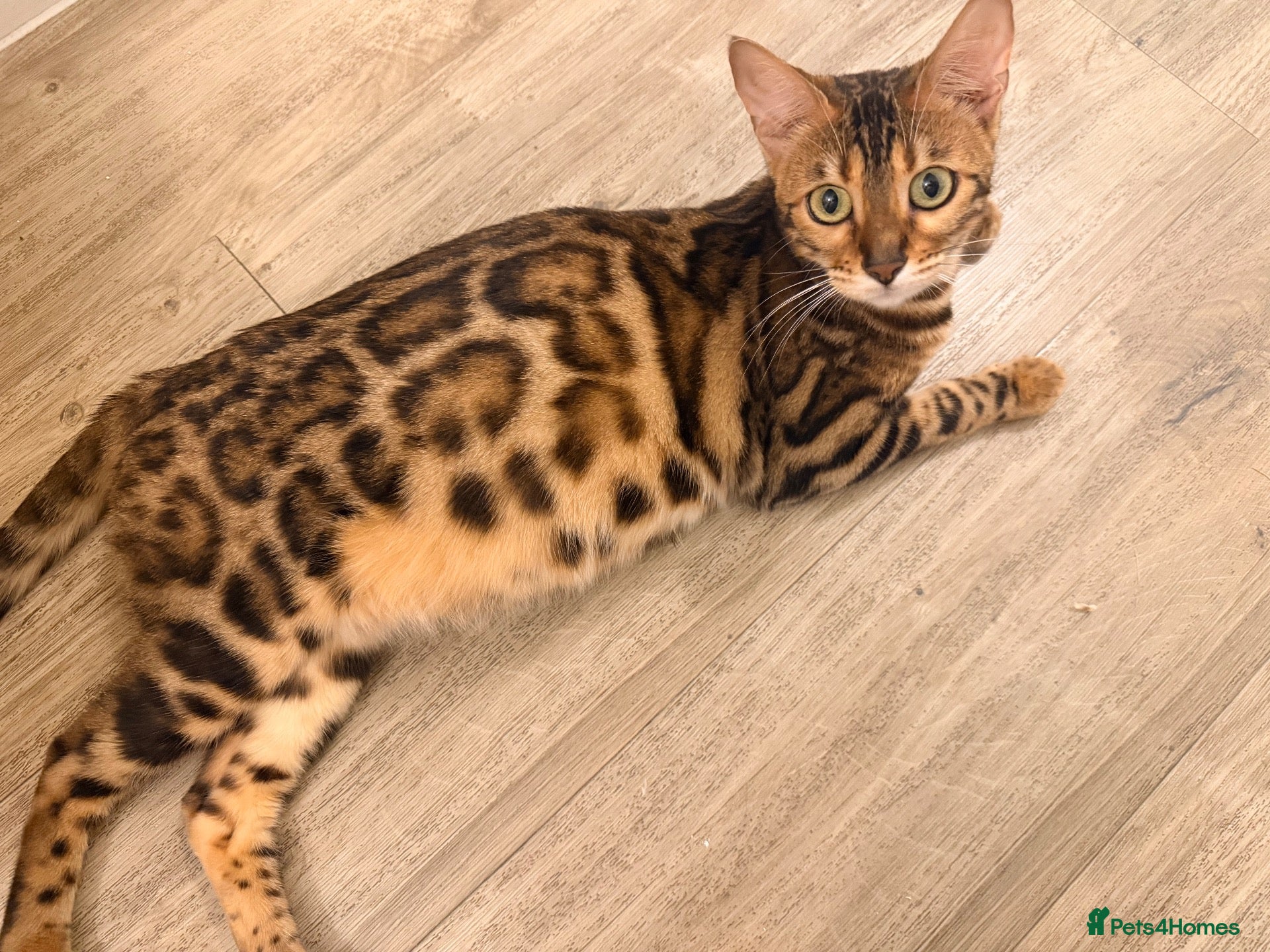 Bengal cats 2 female bengals  - Advert 1