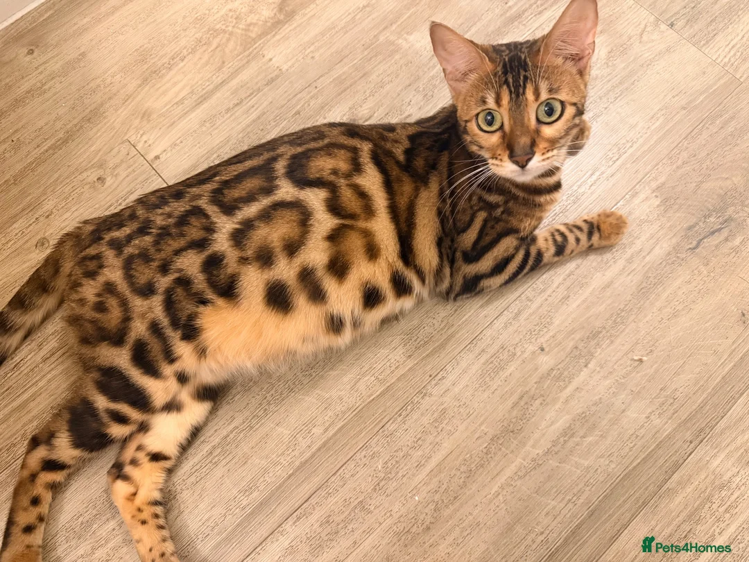 Bengal cats for sale: 2 female bengals  - Advert 1