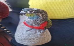 Conures birds for sale: Crimson-Bellied Green Cheek Conure - Image 5