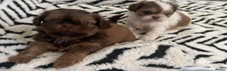 Shih Tzu dogs for sale: Imperial Shih Tzu puppies  - Advert 9