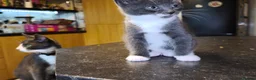 British Shorthair cats for sale: Kittens 🐈🐈🐈 in Bristol - Advert 12