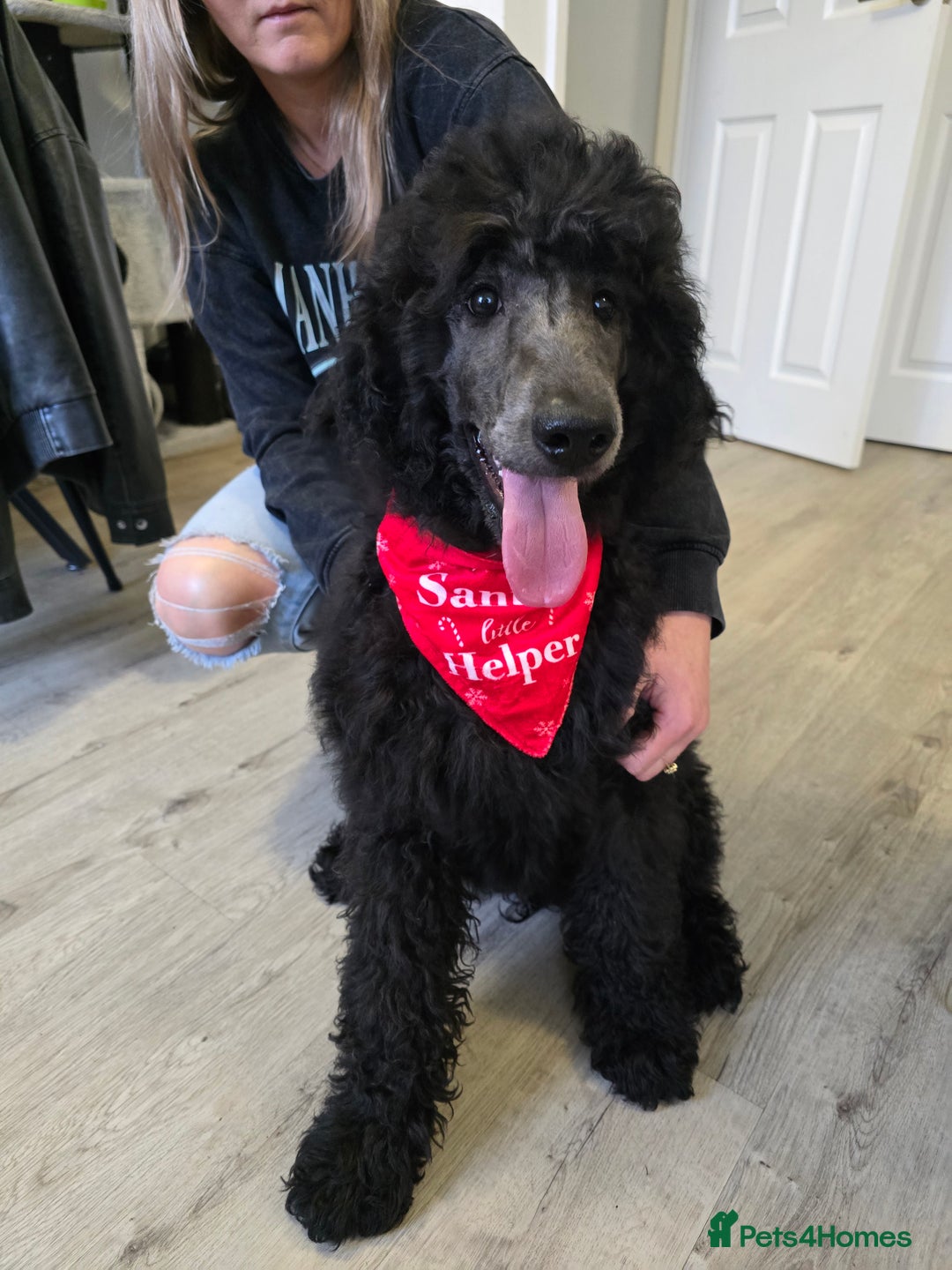 Standard Poodle dogs for sale: KC standard poodle Silver girl for sale ! - Advert 4