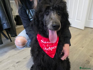 Standard Poodle dogs KC standard poodle Silver girl for sale ! - Advert 13