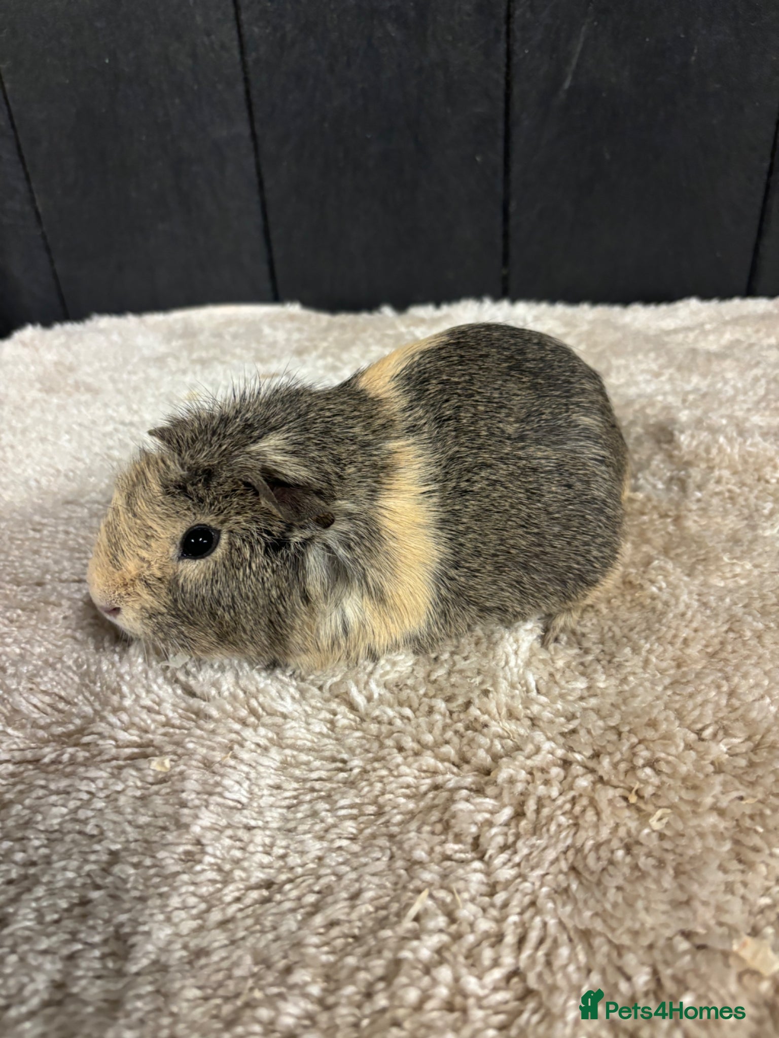 Guinea Pig rodents Female guinea pigs - Advert 1