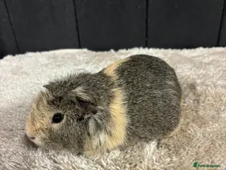 Guinea Pig rodents Female guinea pigs - Advert 1