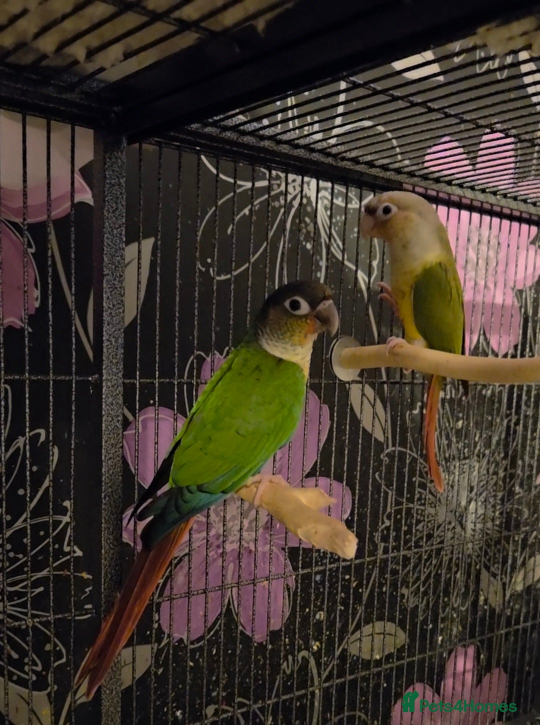Conures birds Baby green cheek conures - Advert 4