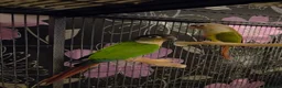 Conures birds for sale: Baby green cheek conures in Cramlington - Advert 1