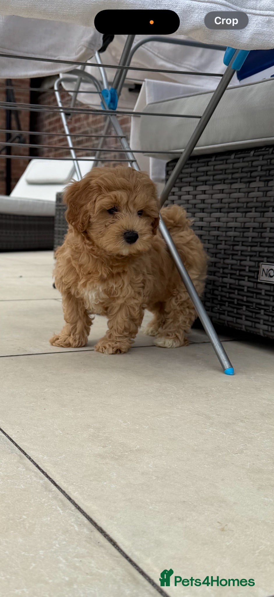 Maltipoo dogs Adorable Health tested F1 Maltipoo puppies - Advert 18