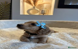 Miniature Dachshund dogs for sale: Long hair cream mini dachshund puppies 30th july in Liverpool - Image 16
