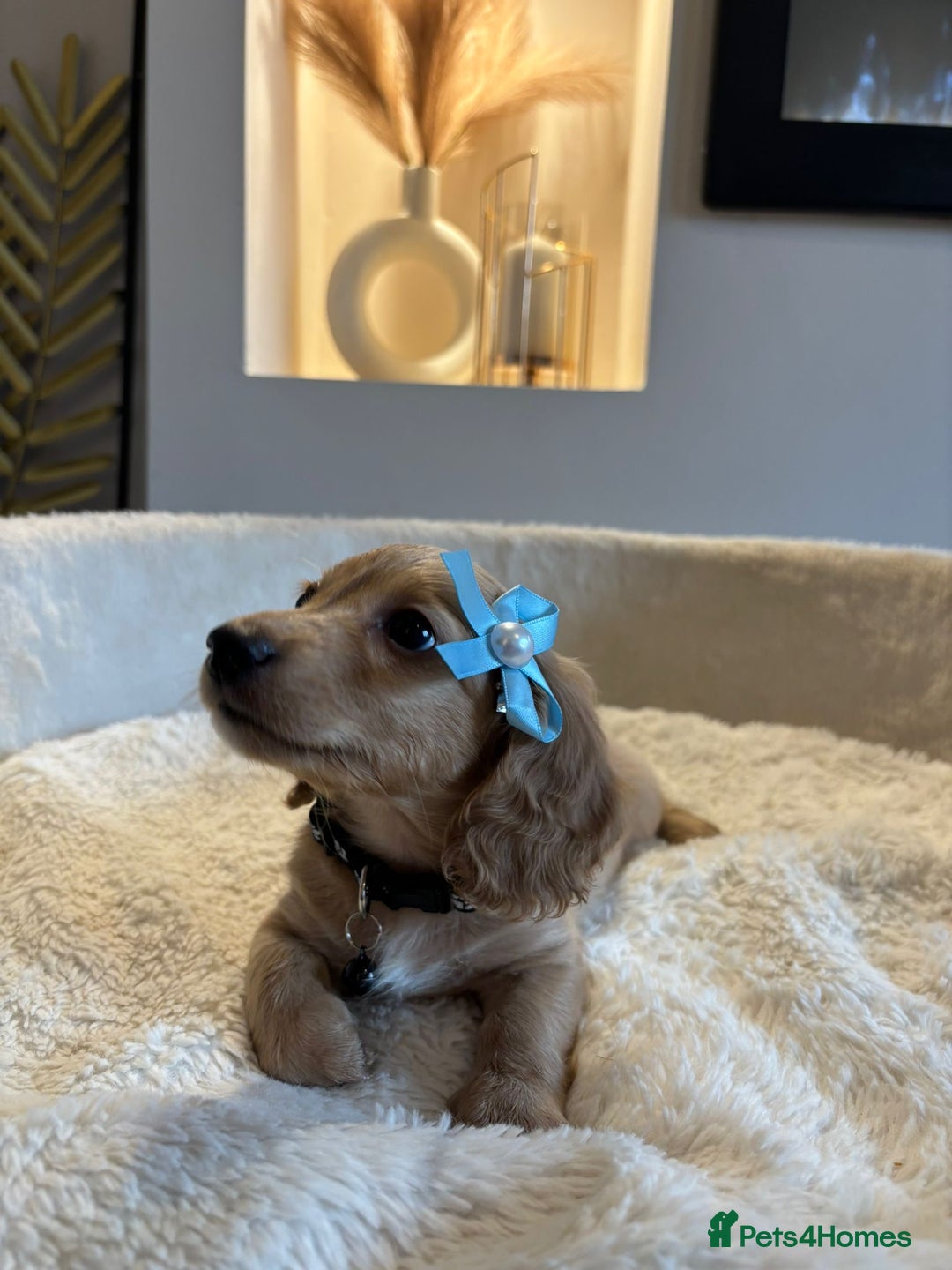 Miniature Dachshund dogs for sale: Long hair cream mini dachshund puppies 30th july in Liverpool - Image 16