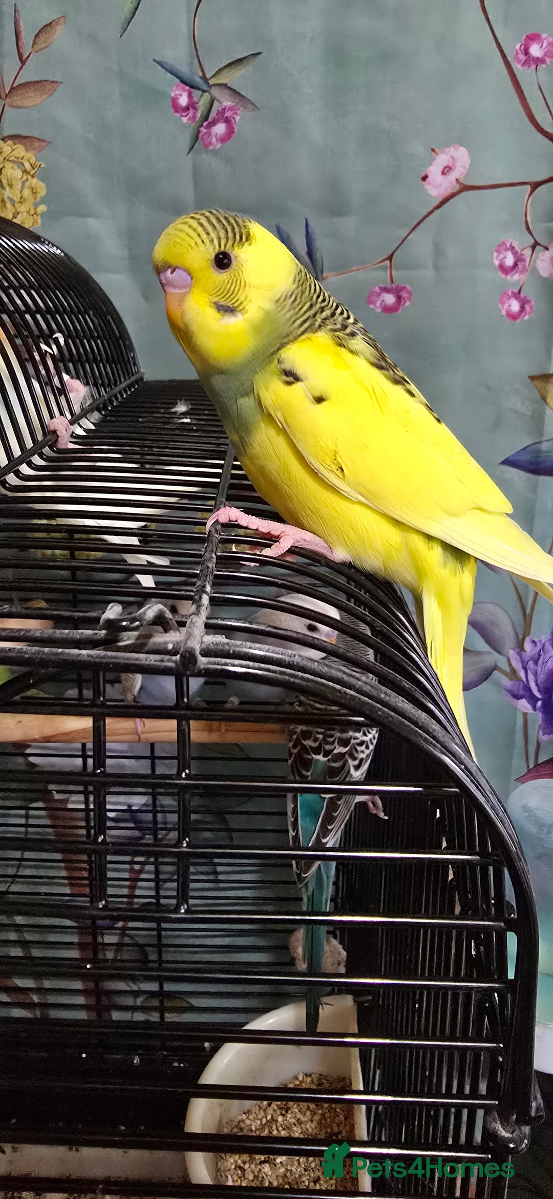 Budgerigars birds for sale: Gorgeous baby budgies - Image 1