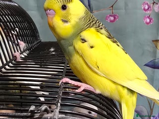 Budgerigars birds - Advert 11