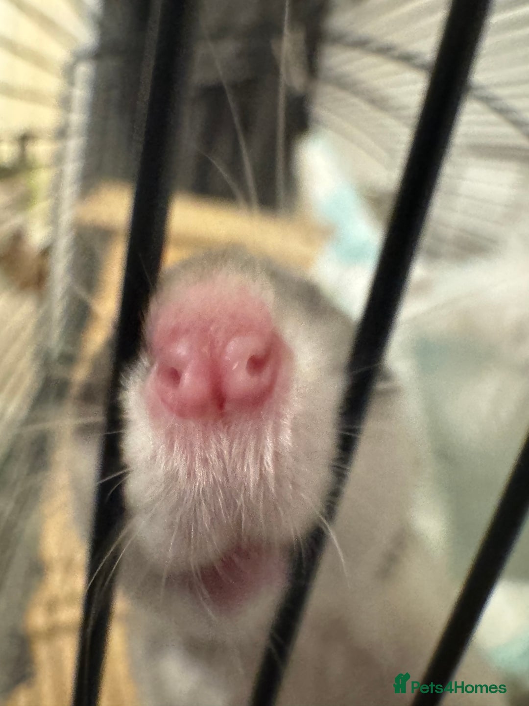 Rat rodents for sale: 4 rats for rehoming  - Image 6