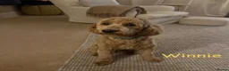 Mixed Breed dogs for sale: 🐾 Australian Double Doodle Puppies Expected 🐾 - Advert 6