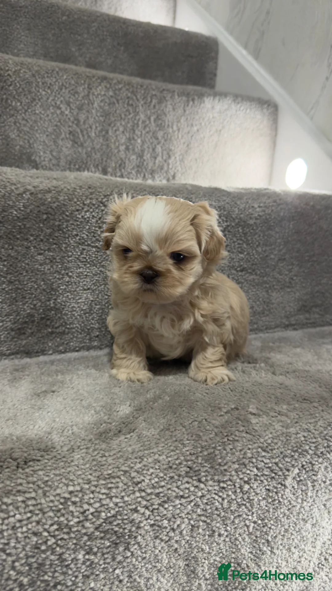 Shih Tzu dogs for sale: Stunning Imperial Shih Tzus  - Advert 10